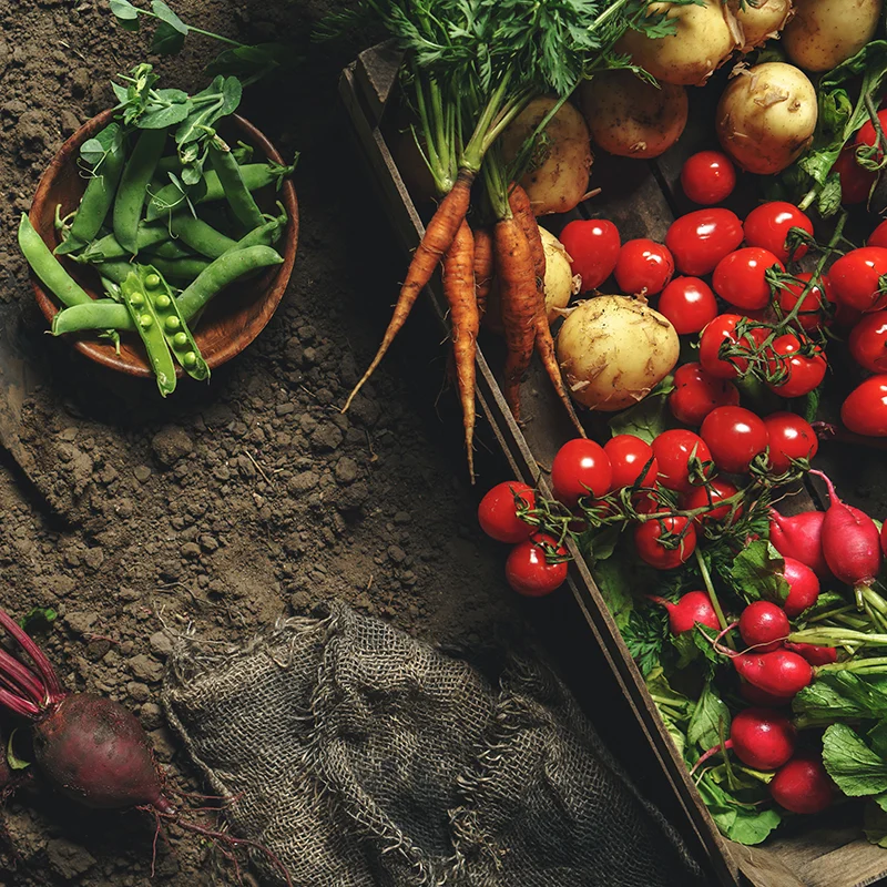 Verduras frescas —patatas, rábanos, tomates, zanahorias y remolachas— en una caja de madera, sobre el suelo de una granja al atardecer.