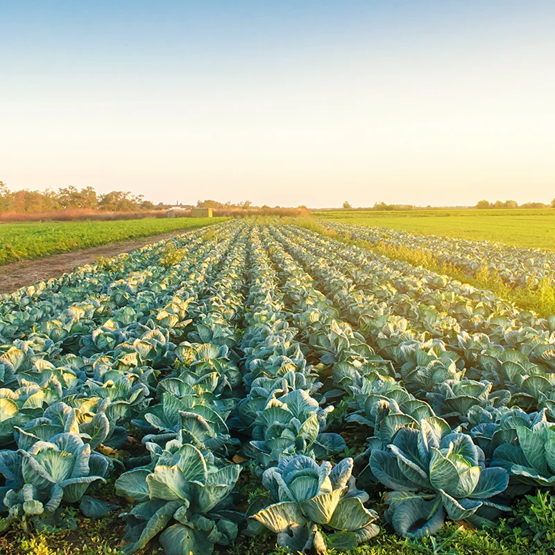 Rows of cabbage