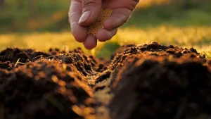 human hand planting seeds in the soil