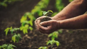 hands cupping a small sprout that's been nourished with wholesale fertilizer