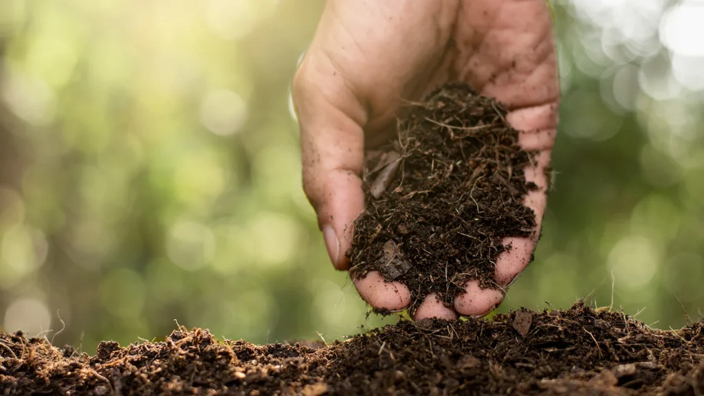 granular fertilizer incorporated into soil by hand