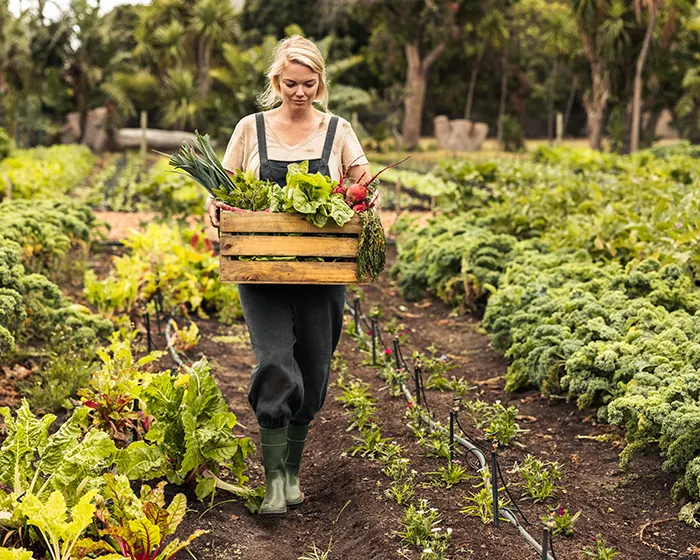 Organic farmer harvesting fresh vegetables on her farm
