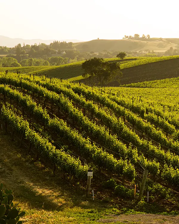 Sauvignon Blanc Vineyard Grapvines On Hillside, Santa Ynez, CA