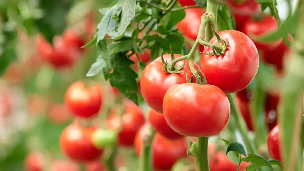 red, ripe tomatoes on a vine that were grown with organic fertilizer