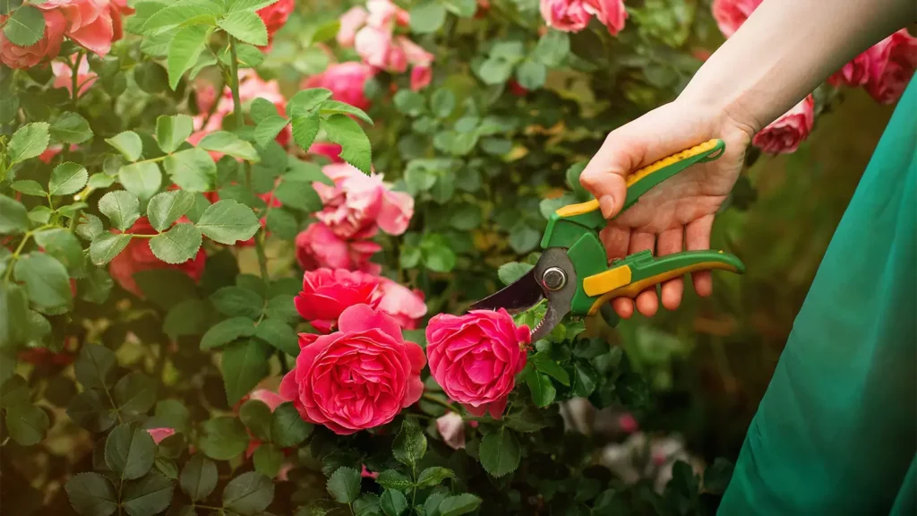 A hand using clippers to snip bloomed roses, which were grown with fertilizer for flowers.