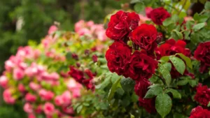 red roses on a bush in the foreground; pink roses in the background. Learn how they benefit from organic fertilizer.