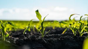 close up of young corn seedlings growing in a fertile soil in a summer with a sunset sky.